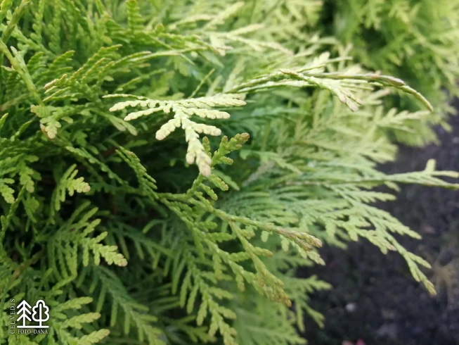 Thuja occidentalis   'Selena'